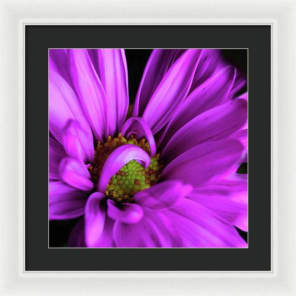 Purple Daisy Curlin - Framed Print