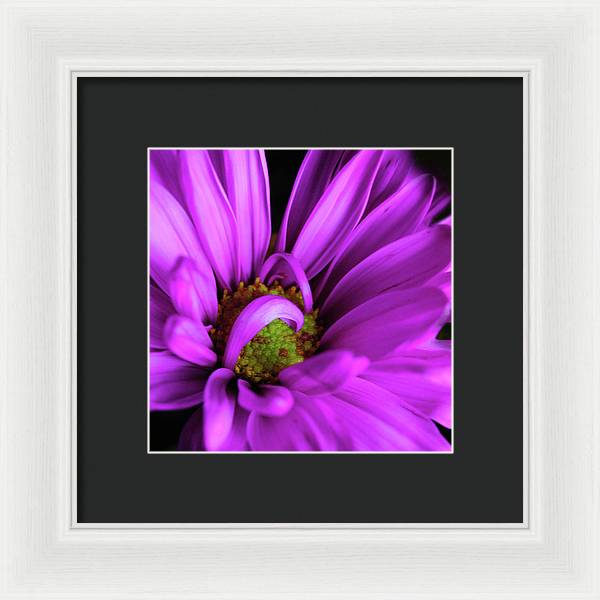 Purple Daisy Curlin - Framed Print