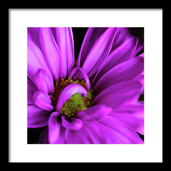 Purple Daisy Curlin - Framed Print