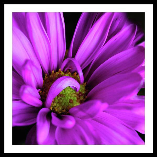 Purple Daisy Curlin - Framed Print