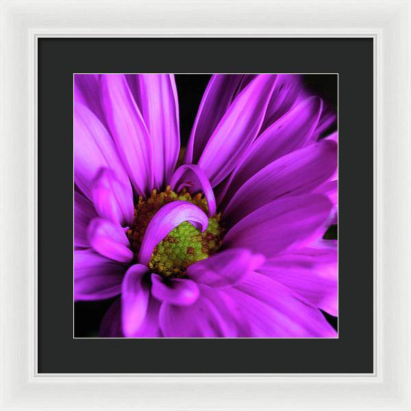 Purple Daisy Curlin - Framed Print