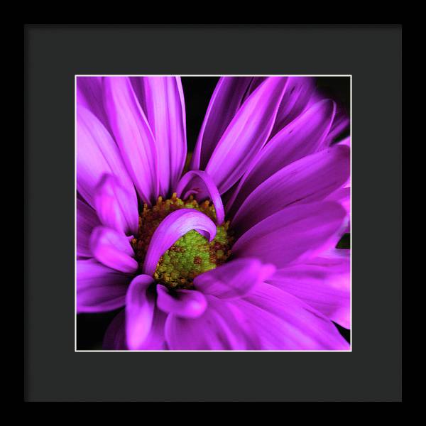 Purple Daisy Curlin - Framed Print