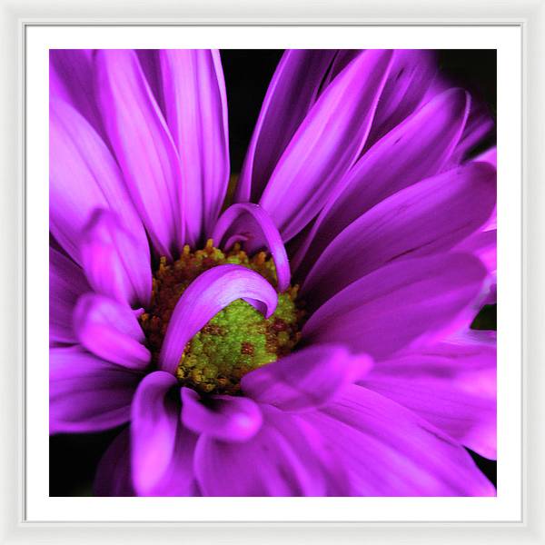 Purple Daisy Curlin - Framed Print