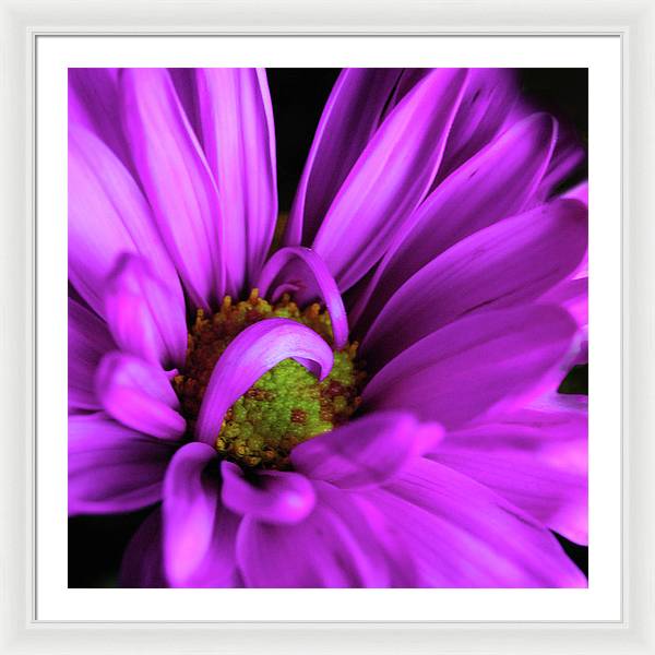 Purple Daisy Curlin - Framed Print