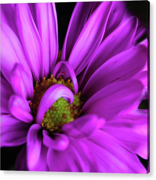 Purple Daisy Curlin - Acrylic Print