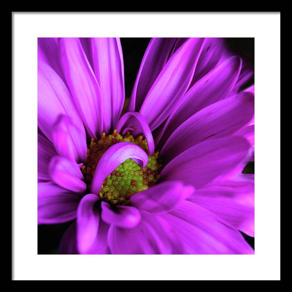 Purple Daisy Curlin - Framed Print