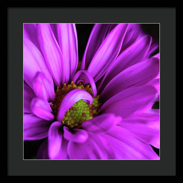 Purple Daisy Curlin - Framed Print