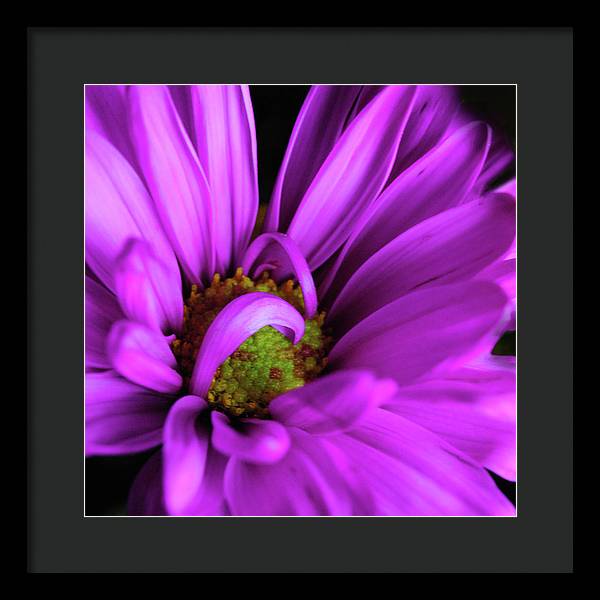 Purple Daisy Curlin - Framed Print