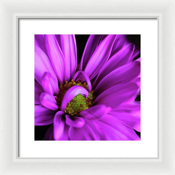 Purple Daisy Curlin - Framed Print