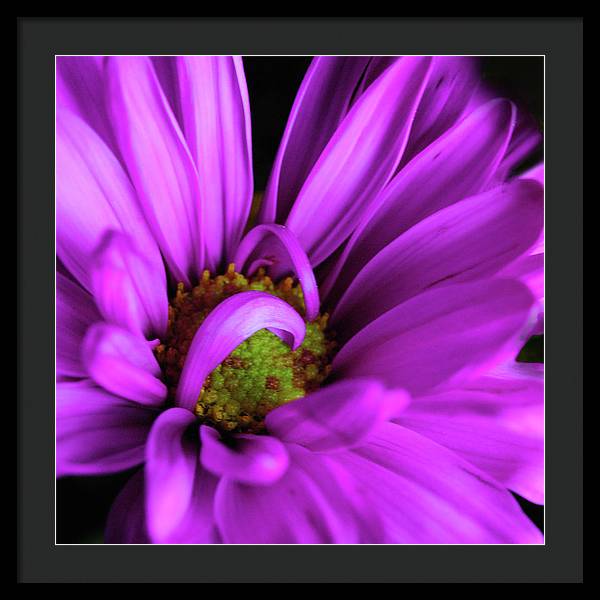 Purple Daisy Curlin - Framed Print