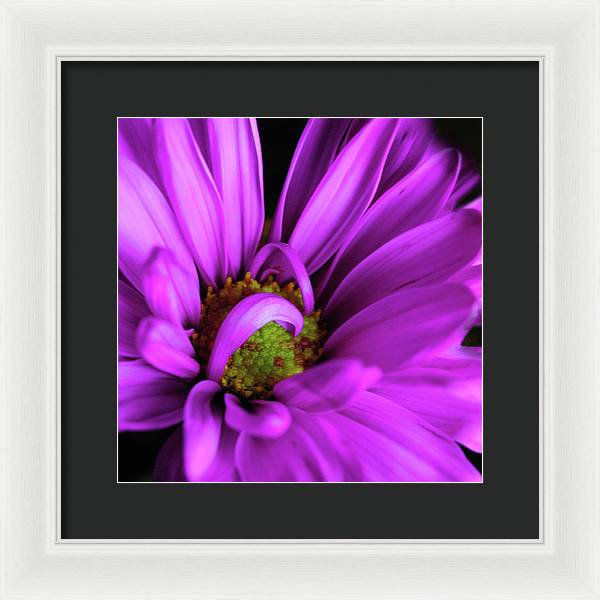 Purple Daisy Curlin - Framed Print