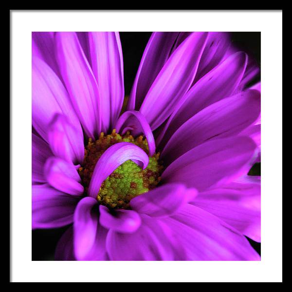 Purple Daisy Curlin - Framed Print