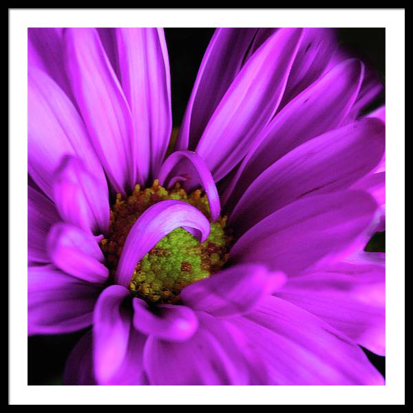 Purple Daisy Curlin - Framed Print