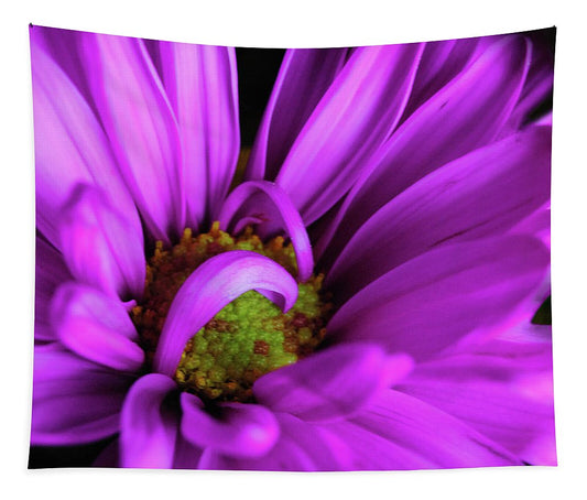 Purple Daisy Curlin - Tapestry