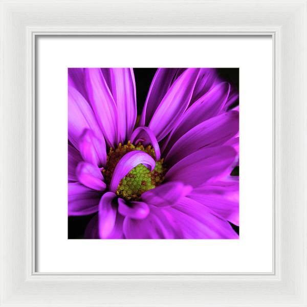 Purple Daisy Curlin - Framed Print