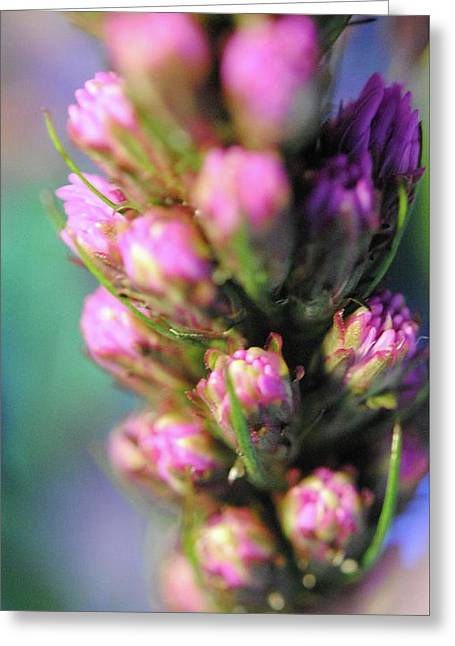 Purple Liatris - Greeting Card