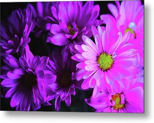 Purple Summer Daisies - Metal Print