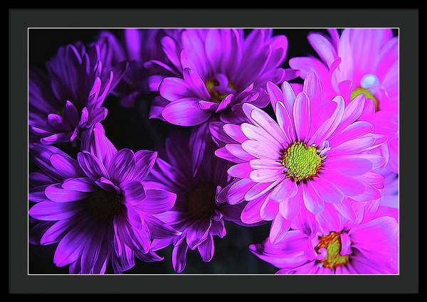 Purple Summer Daisies - Framed Print