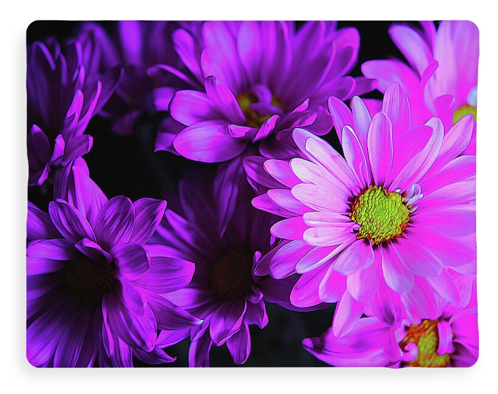 Purple Summer Daisies - Blanket