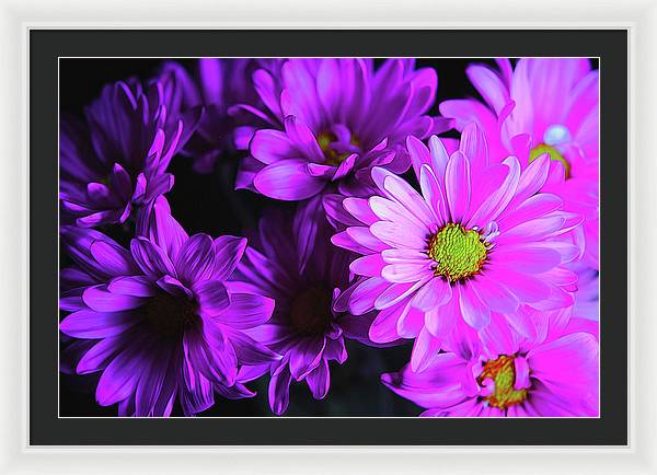 Purple Summer Daisies - Framed Print