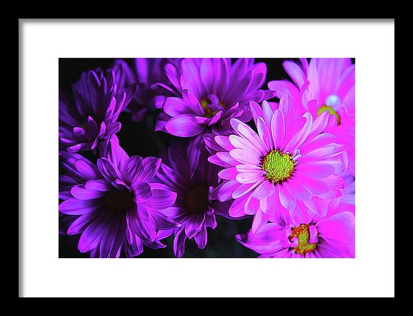 Purple Summer Daisies - Framed Print