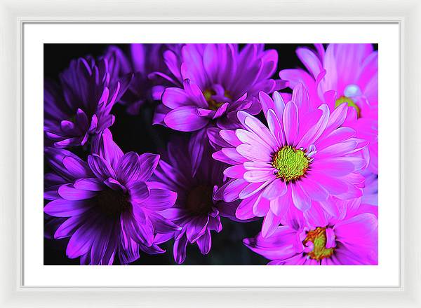 Purple Summer Daisies - Framed Print