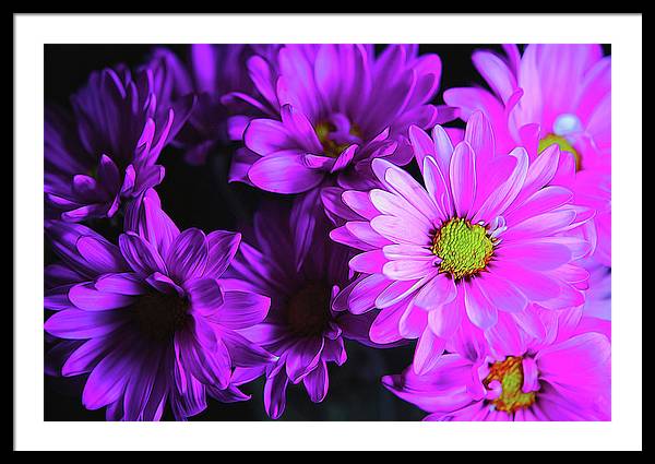 Purple Summer Daisies - Framed Print