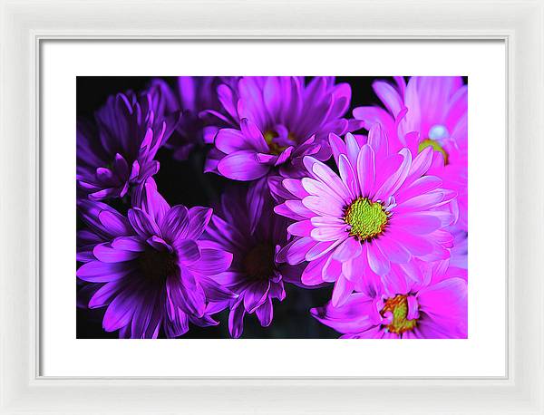 Purple Summer Daisies - Framed Print