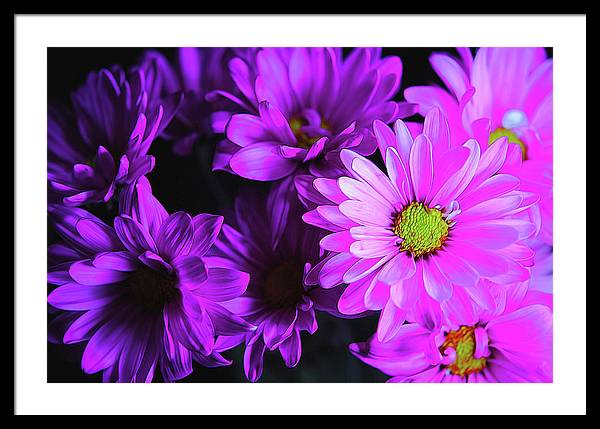 Purple Summer Daisies - Framed Print