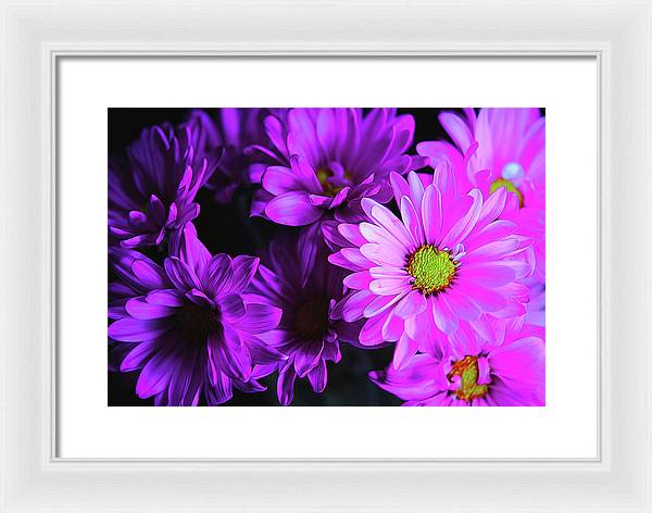 Purple Summer Daisies - Framed Print