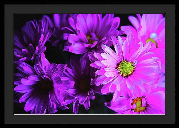 Purple Summer Daisies - Framed Print