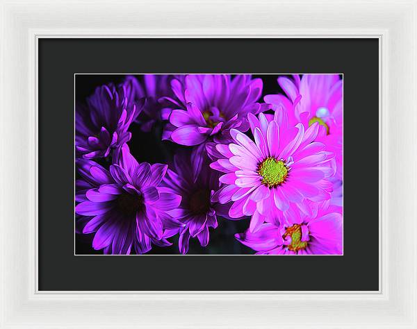 Purple Summer Daisies - Framed Print