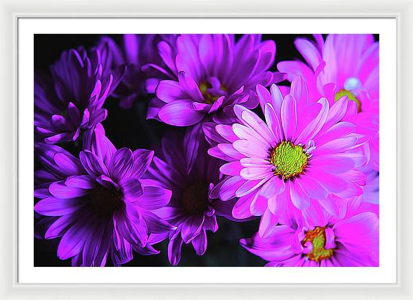 Purple Summer Daisies - Framed Print