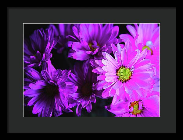 Purple Summer Daisies - Framed Print