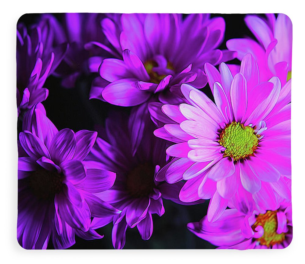 Purple Summer Daisies - Blanket