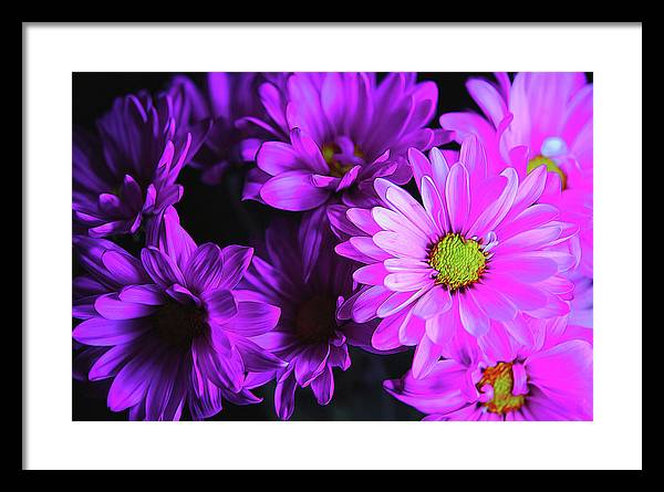 Purple Summer Daisies - Framed Print