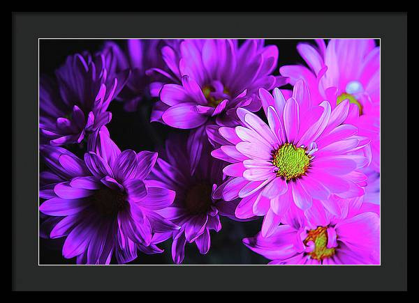 Purple Summer Daisies - Framed Print