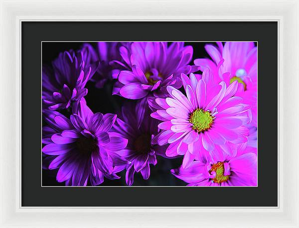 Purple Summer Daisies - Framed Print