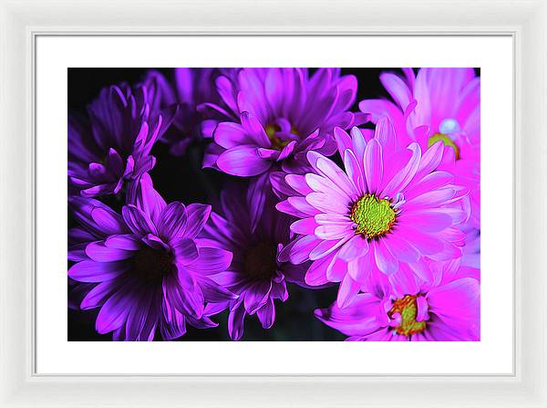 Purple Summer Daisies - Framed Print