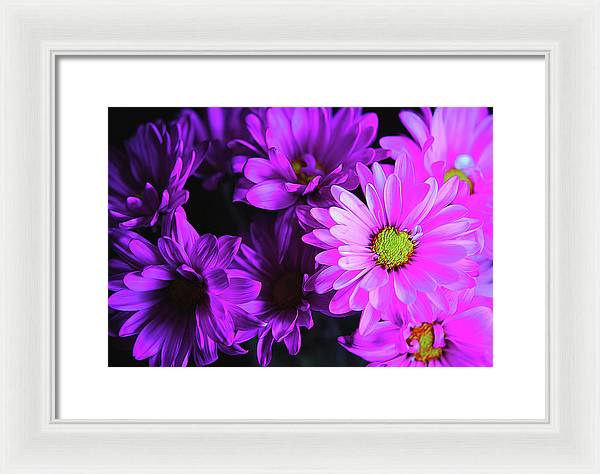 Purple Summer Daisies - Framed Print