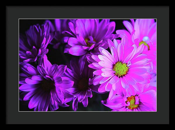 Purple Summer Daisies - Framed Print