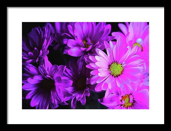 Purple Summer Daisies - Framed Print