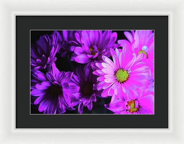 Purple Summer Daisies - Framed Print