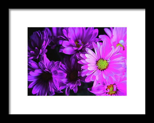 Purple Summer Daisies - Framed Print