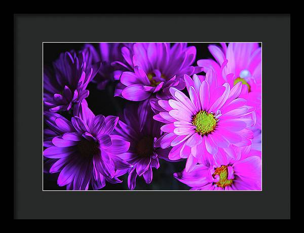 Purple Summer Daisies - Framed Print