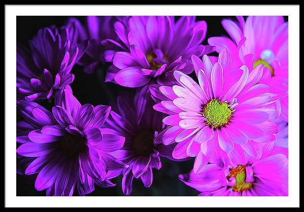 Purple Summer Daisies - Framed Print