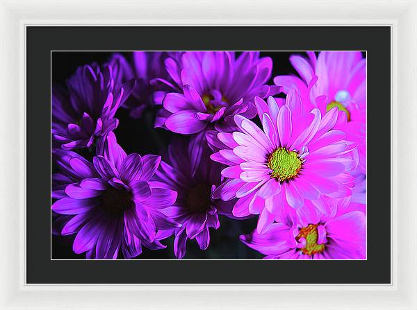 Purple Summer Daisies - Framed Print