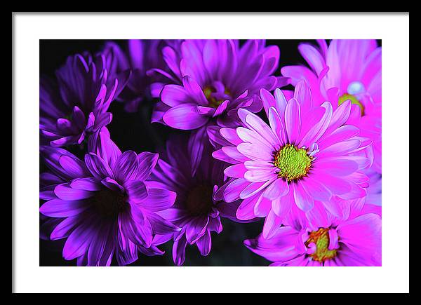 Purple Summer Daisies - Framed Print