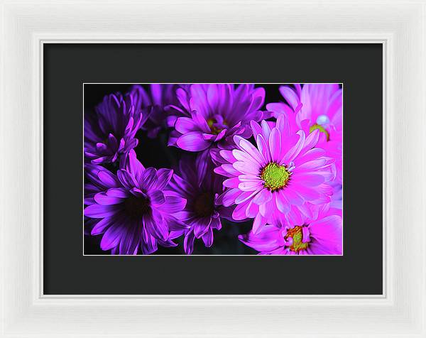 Purple Summer Daisies - Framed Print