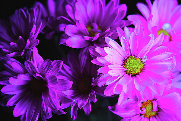 Purple Summer Daisies - Art Print